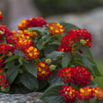 Es la lantana popcorn adecuada para tu jardín