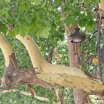 Es normal la pérdida de corteza en los árboles de plátano