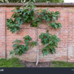 Es posible crear un espalier con un higuero en el jardín
