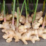 Es posible cultivar jengibre al aire libre