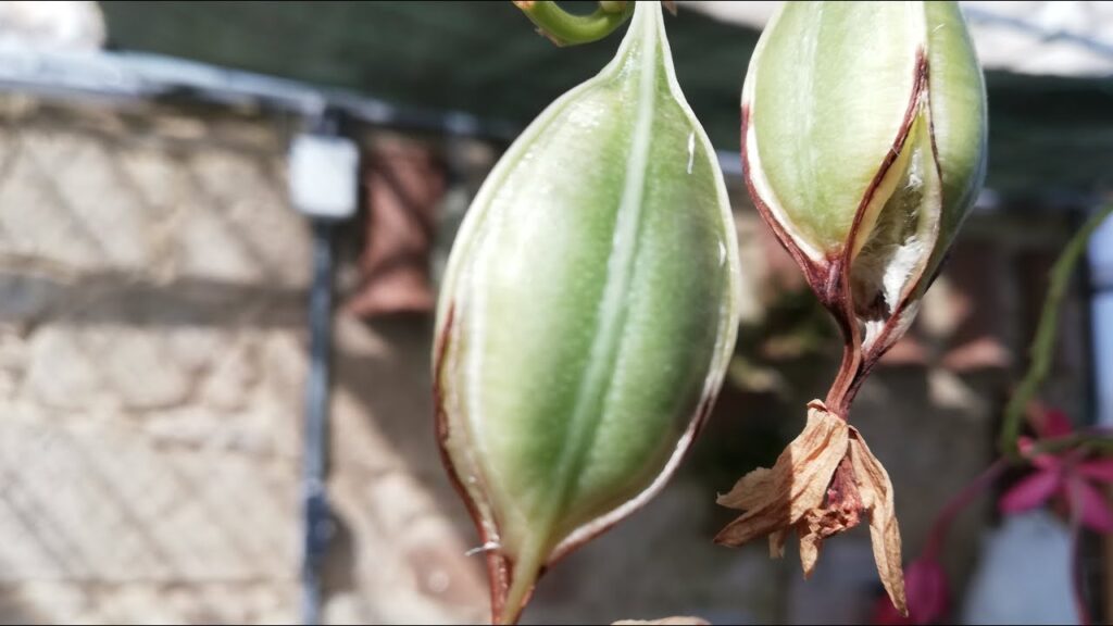 Es posible cultivar orquídeas a partir de semilla