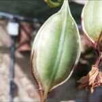 Es posible cultivar orquídeas a partir de semilla