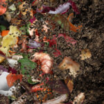 Es posible cultivar plantas en compost puro sin tierra