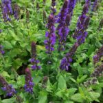 Es posible multiplicar la Salvia mediante esquejes