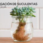 Es posible que las suculentas crezcan en agua