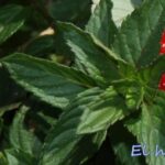 Es recomendable plantar menta junto a fresas en el jardín