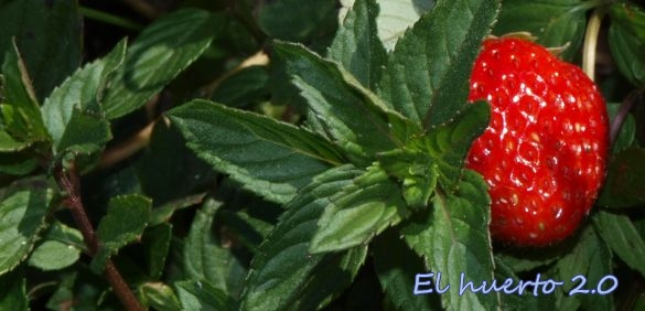 Es recomendable plantar menta junto a fresas en el jardín