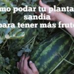 Es recomendable podar las enredaderas de sandía