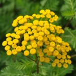 Estrategias para el cuidado del tanaceto en tu jardín