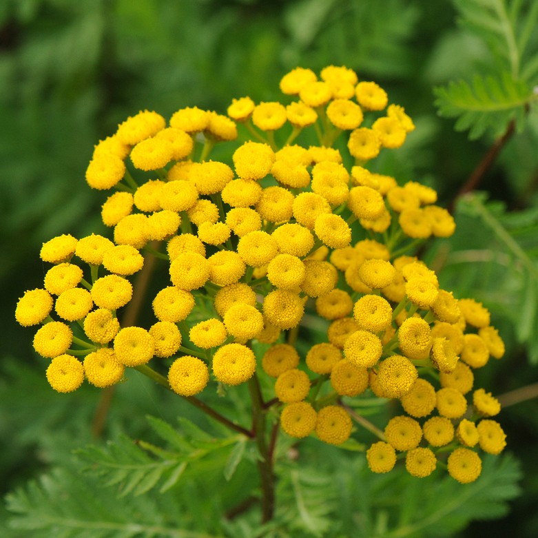 Estrategias para el cuidado del tanaceto en tu jardín
