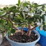 Etiolado jade: cómo arreglar y podar un jade leggy