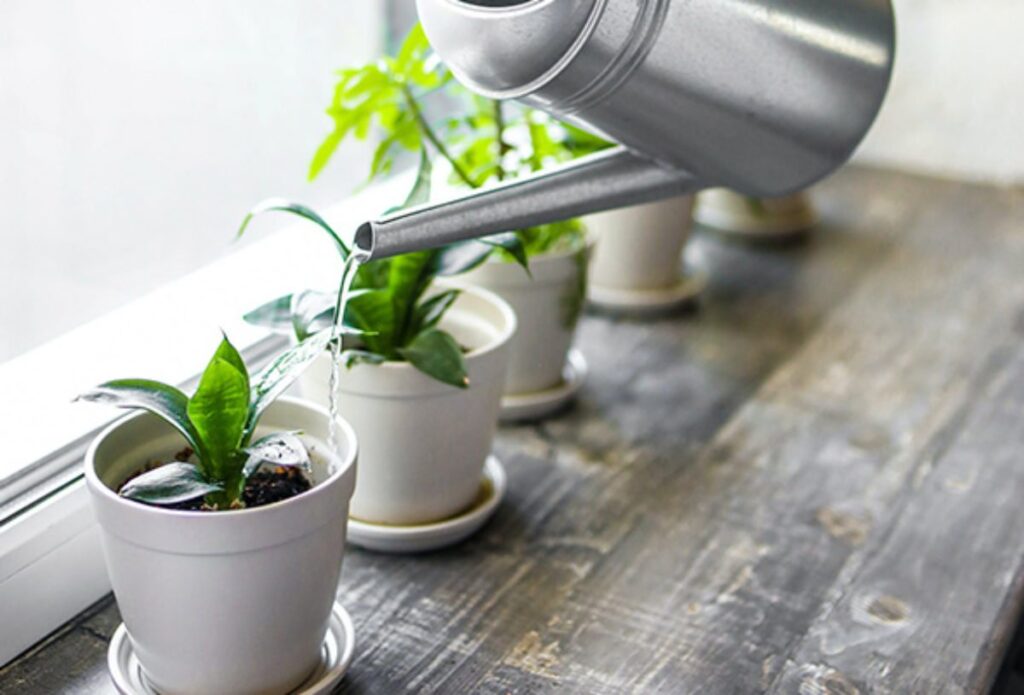 Evitar el exceso de agua en macetas y salvar tus plantas