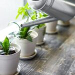 Evitar el exceso de agua en macetas y salvar tus plantas