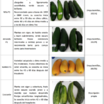 Factores de deformación en calabacín y calabaza