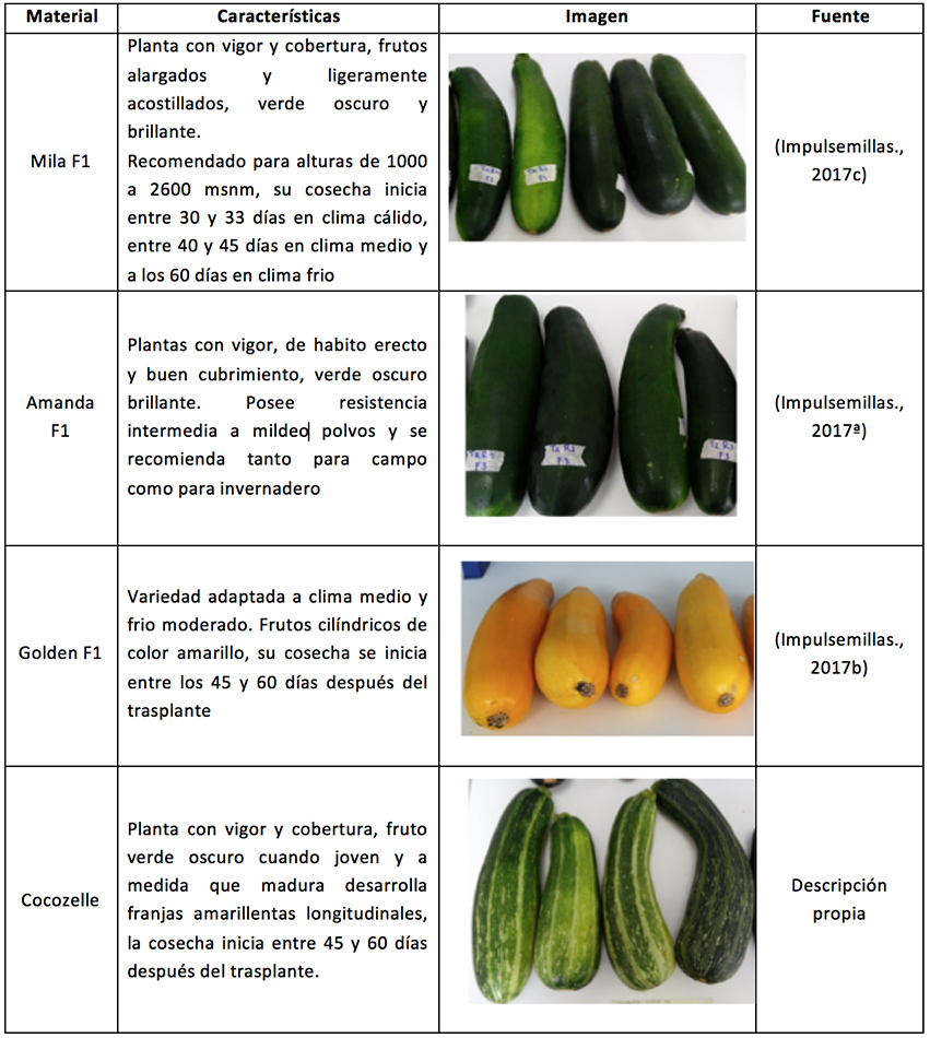Factores de deformación en calabacín y calabaza