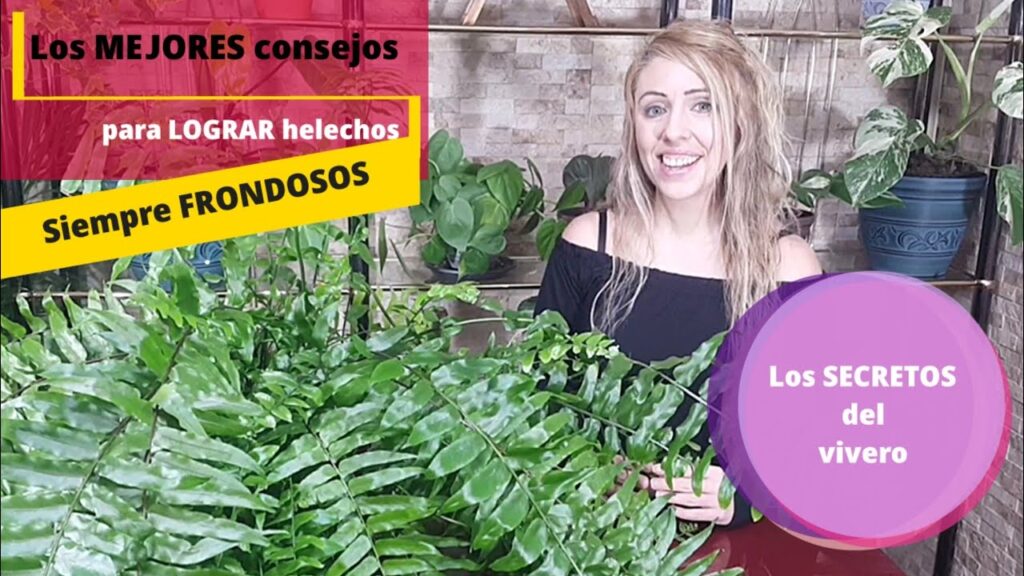 Ferns: Consejos para cultivar plantas en casa con éxito