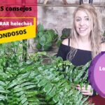Ferns: Consejos para cultivar plantas en casa con éxito