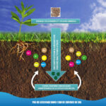 Fertilizante equilibrado: cuándo usarlo en plantas