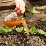 Fertilizantes orgánicos para jardinería sostenible