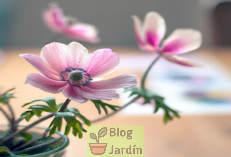 Imagen de hermosas anémonas japonesas en maceta en un ambiente hogareño acogedor y luminoso.