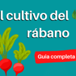 Floración del rábano – Cómo lidiar con el rábano que brota