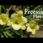 Freesia Bulb Plant: Cómo y cuándo plantar un cormo de fresia