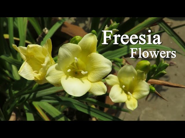 Freesia Bulb Plant: Cómo y cuándo plantar un cormo de fresia