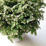 Frost Ferns: Cómo Cuidar las Plantas de Ferns Nevados