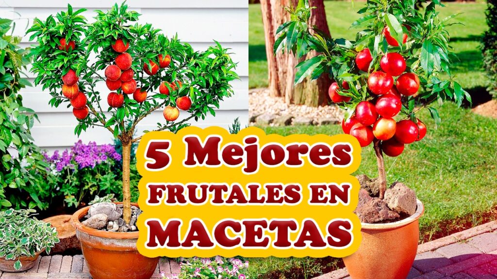 Frutales de crecimiento rápido para tu jardín en casa