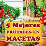 Frutales de crecimiento rápido para tu jardín en casa