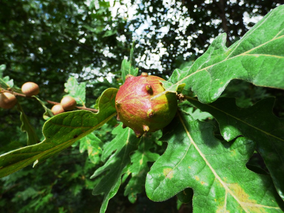 Fruto del roble: Cómo deshacerte de las agallas de roble