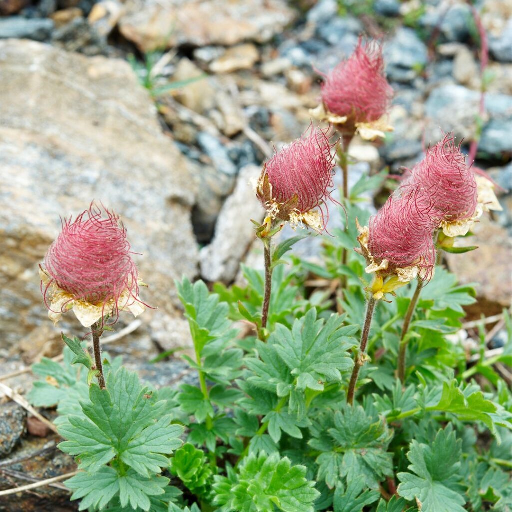 Geum Reptans: características y consejos de cultivo