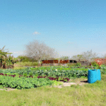 Guía para cultivar cubiertas vegetales perennes en zona 8