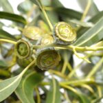 Guía para cultivar eucalipto: desde semillas o esquejes