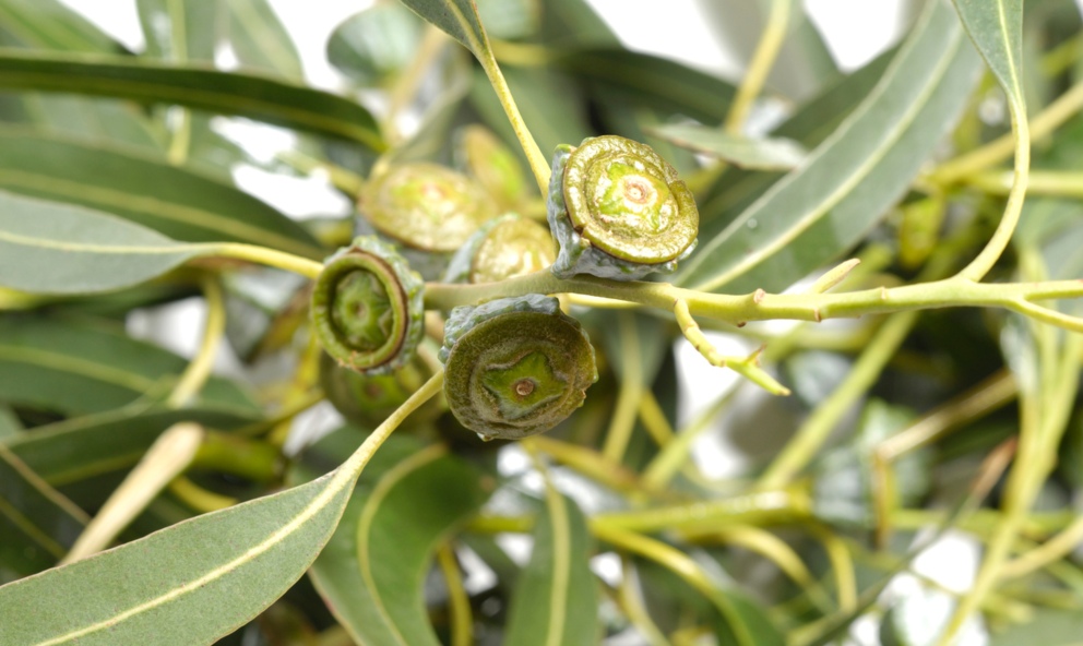 Guía para cultivar eucalipto: desde semillas o esquejes