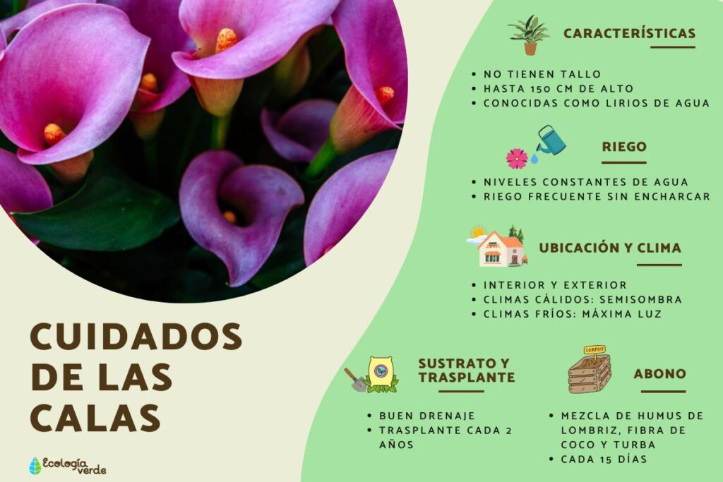 Guía para iluminación de calas en cultivo y paisajismo
