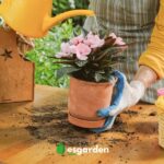 Guía para regar Impatiens: satisfacer sus necesidades de agua