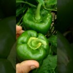 Gusanos en los pimientos Aprende a identificar y combatirlos