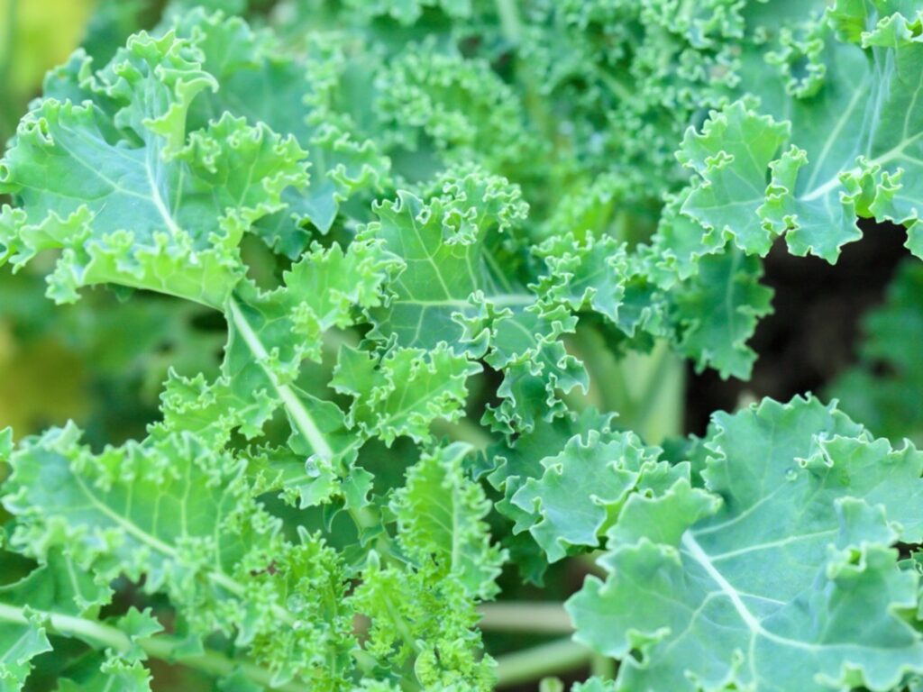 Heat Tolerant Kale: Se Puede Cultivar Kale en la Zona 9