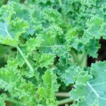 Heat Tolerant Kale: Se Puede Cultivar Kale en la Zona 9