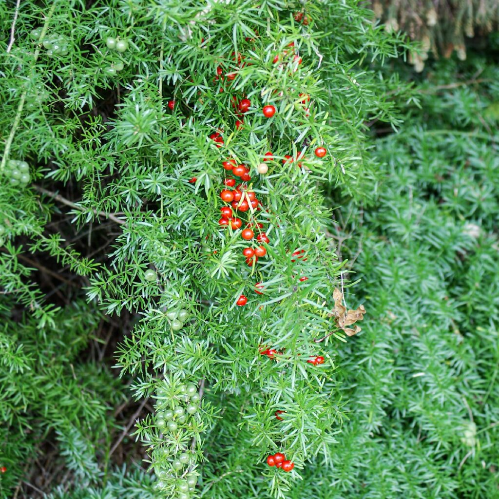 Helecho asparagus: características y prevención de floración