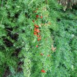 Helecho asparagus: características y prevención de floración