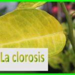 Hoja amarilla en mandevilla Causas y soluciones