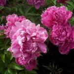 How to Multiply Peonies: Tips for Dividing and Propagating