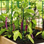 Ideas de soporte para cultivar berenjenas