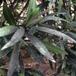 Identificación: Hongos de la Ceniza Negra en Árboles