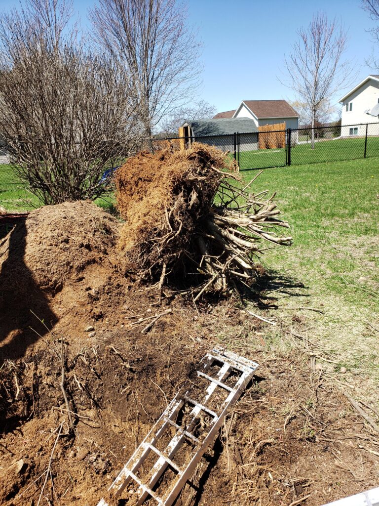 Impacto de las raíces de lila en los cimientos