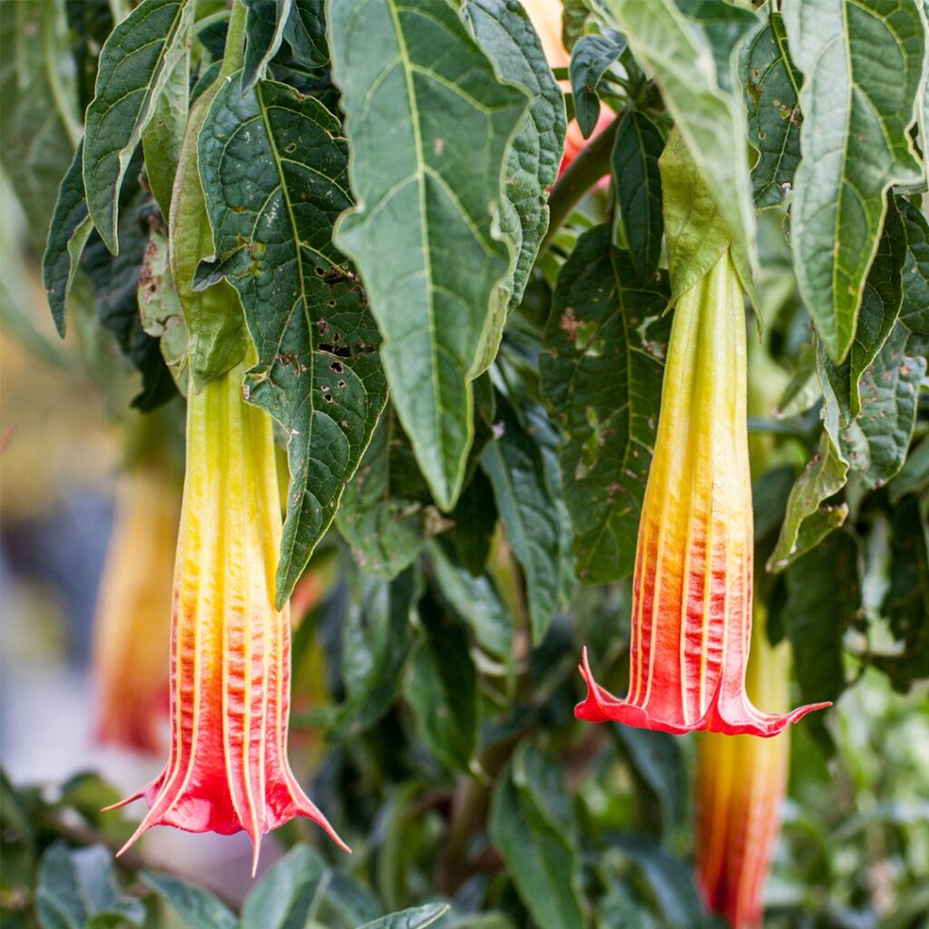 Impacto del frío en Brugmansia y zonas recomendadas