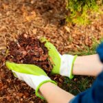 Importancia de elegir mantillo adecuado para plantas de cobertura