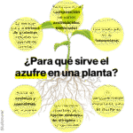 Importancia del azufre en el crecimiento de las plantas